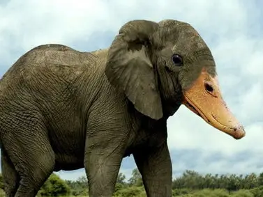 Elephant Duck