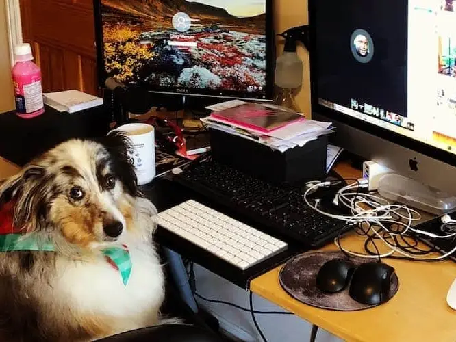 Shetland Sheepdog at work desk cropped
