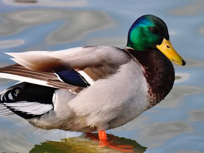 If it quacks like a duck