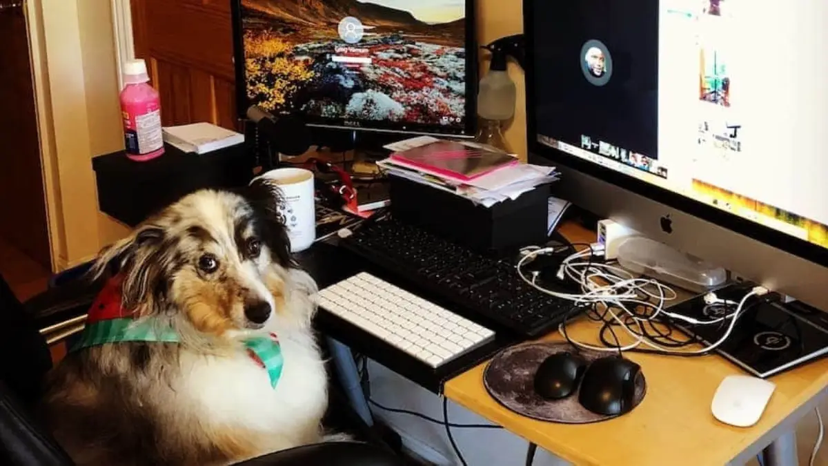 Shetland Sheepdog at work desk cropped