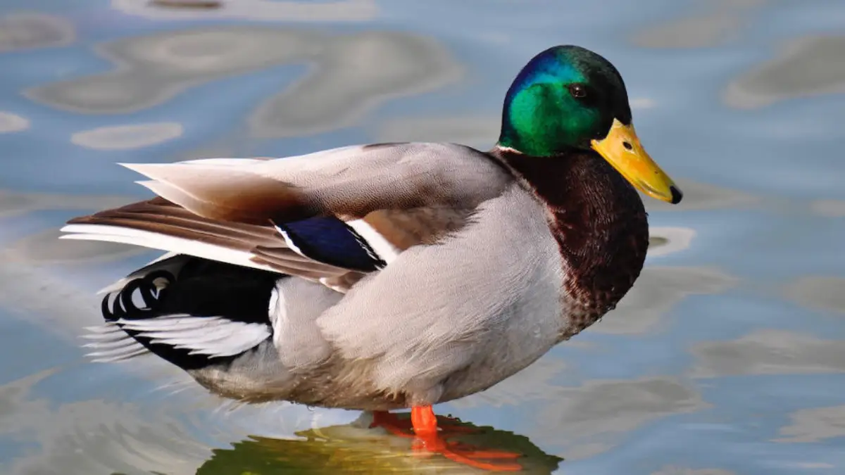 If it quacks like a duck